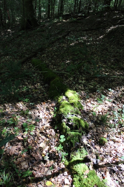 Paint Rock Creek Tract 36