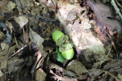 Paint Rock Creek Tract 36