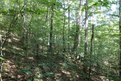 Paint Rock Creek Tract 36