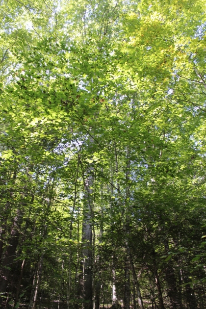 Paint Rock Creek Tract 36