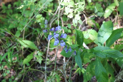 Paint Rock Creek Tract 36