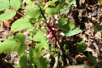 Paint Rock Creek Tract 36