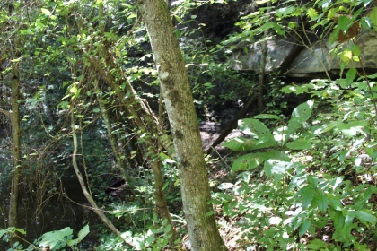 Paint Rock Creek Tract 36
