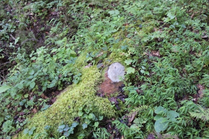 Paint Rock Creek Tract 36