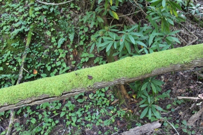 Paint Rock Creek Tract 36