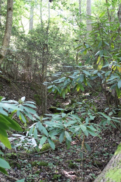 Paint Rock Creek Tract 36
