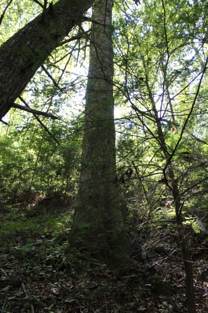 Paint Rock Creek Tract 36