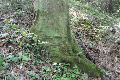 Paint Rock Creek Tract 36