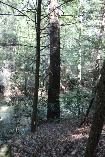 Paint Rock Creek Tract 36