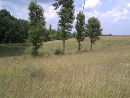 Apple Valley - East Tennessee Land