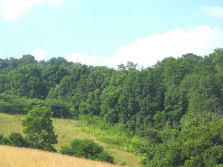 Bailey Hollow - East Tennessee Land