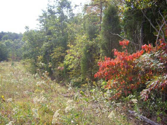 Belgin's Run - East Tennessee Land