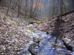 Chestnut Way - Kentucky Land