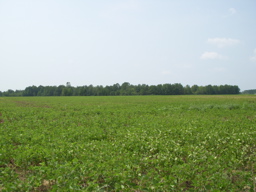 Logan's Glen - South Carolina Land