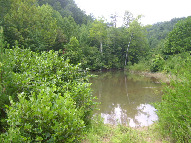 Morning Glory - East Tennessee Land