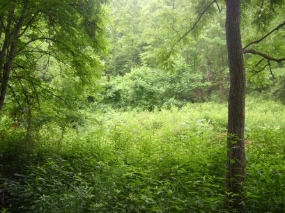 Sugar Hollow - East Tennessee Land